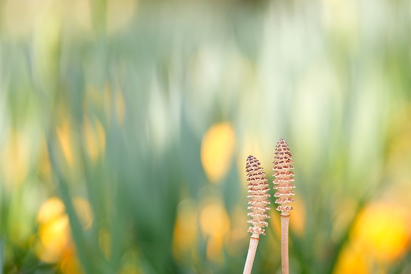 Flowers and plants – shot with Tamron 90mm F2.8 MACRO (Model F072)