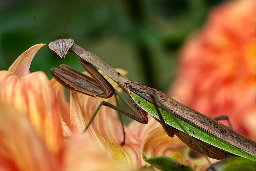 Insects – shot with Tamron 90mm F2.8 MACRO (Model F072)