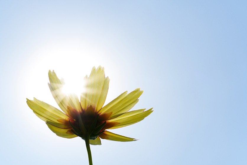 Use the direction of light – shot with Tamron 90mm F2.8 MACRO (Model F072)