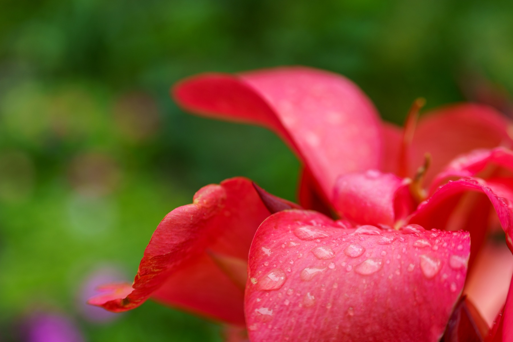 Close-Ups: Fynbos, Aloes and Big Bokeh