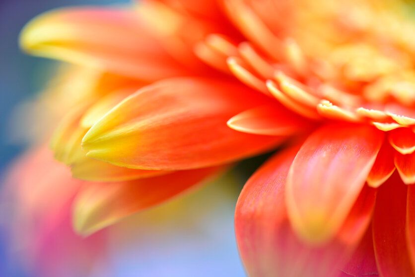 Macro Lenses – Camera Lenses in South Africa: A Beginner’s Guide to Types and Selection