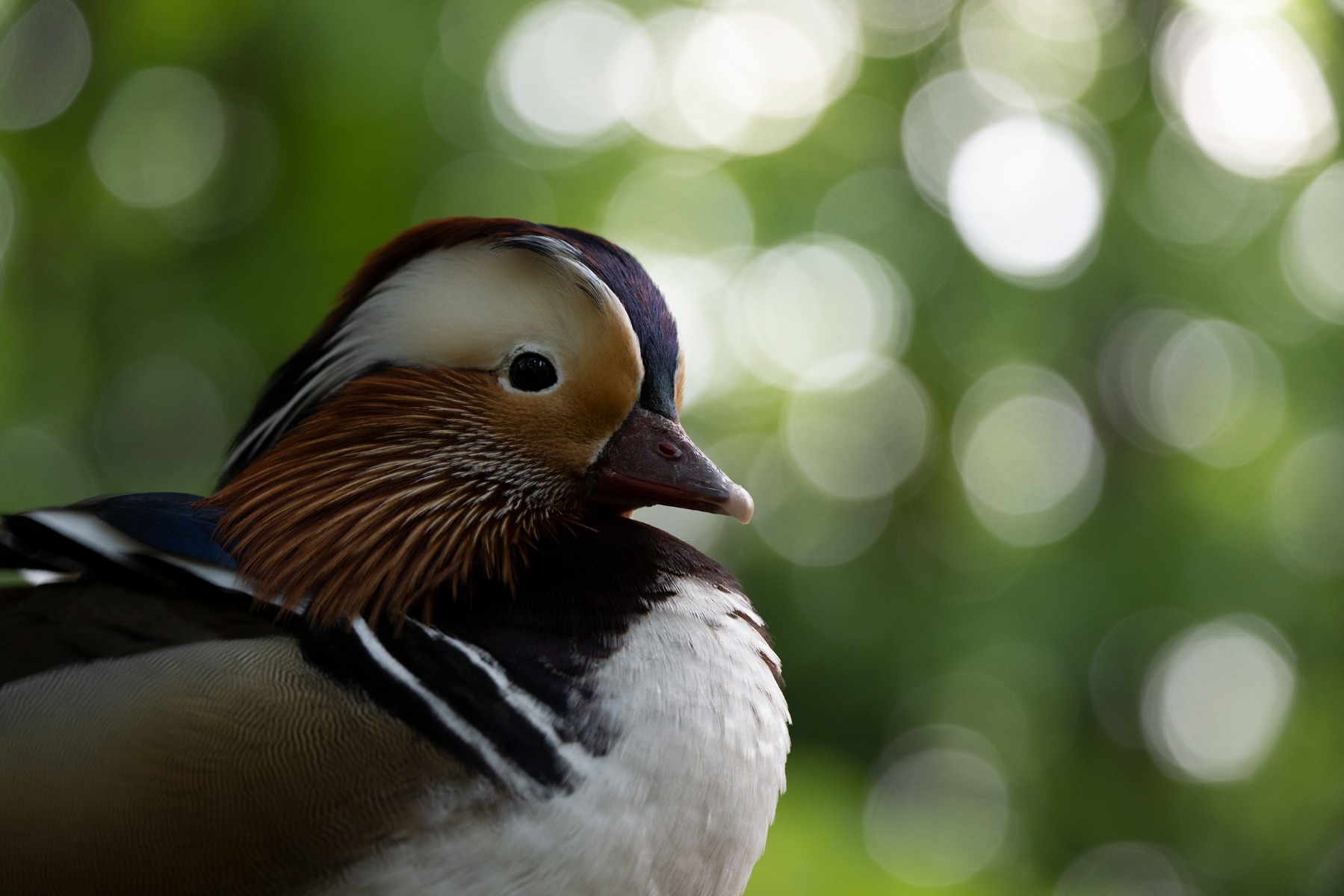 Shallow Depth of Field and Large Bokeh