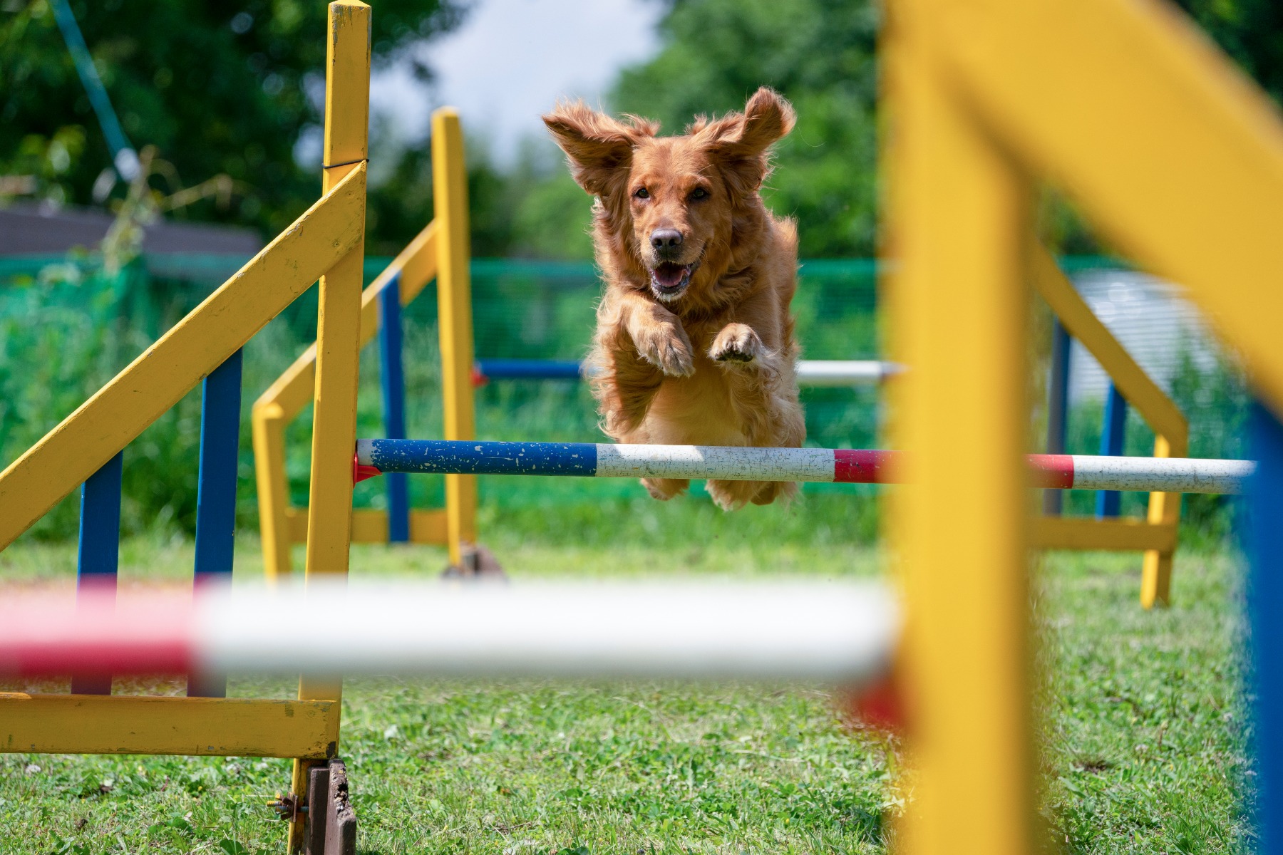 Focus Limiter: limit the focus range so you do not miss the shot – shot with Tamron 50-400mm F4.5-6.3 (Model A067)