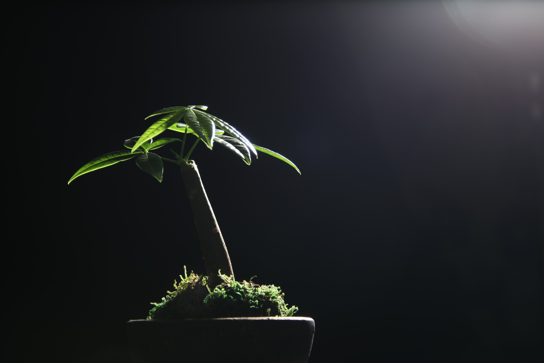 What is lens flare? – What is lens flare? Ghosting, blown-out highlights, crushed shadows and vignetting explained
