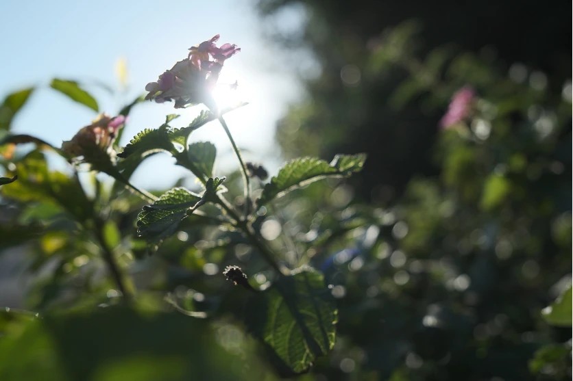 Plants and flowers – shot with Tamron 11-20mm F2.8 (Model B060)