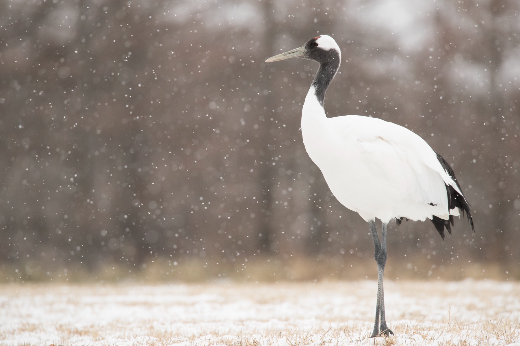 Large birds – shot with Tamron SP 150-600mm F5-6.3 (Model A022)