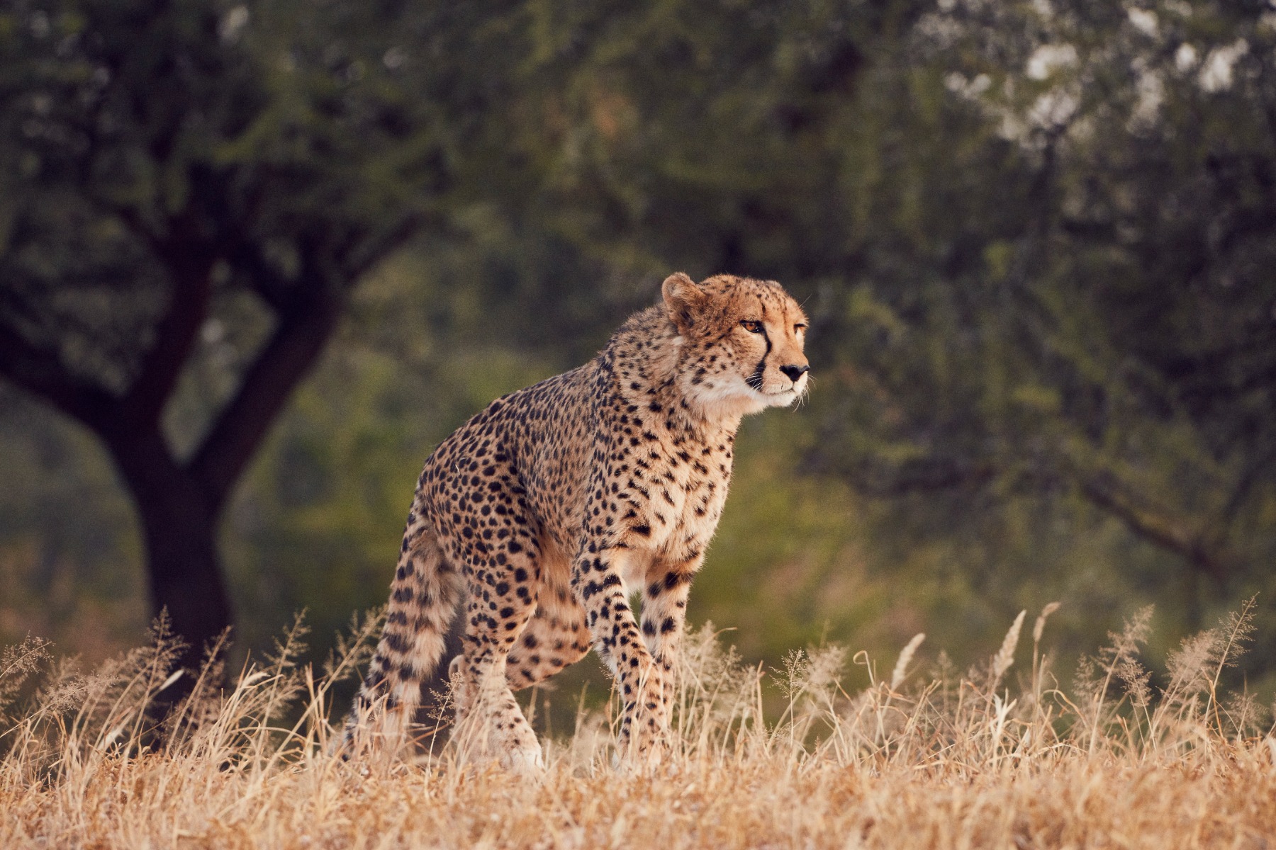 Telephoto Lenses – How to Choose Canon EF Lenses: EF vs RF Mount and Recommended Options for South African Photographers