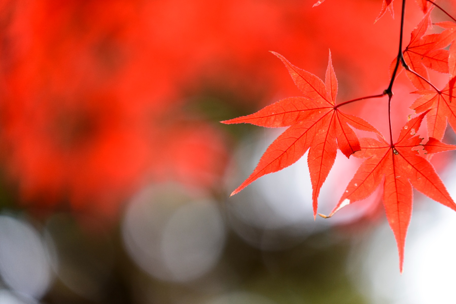 Close-Up Autumn Leaf Photography and Natural Textures