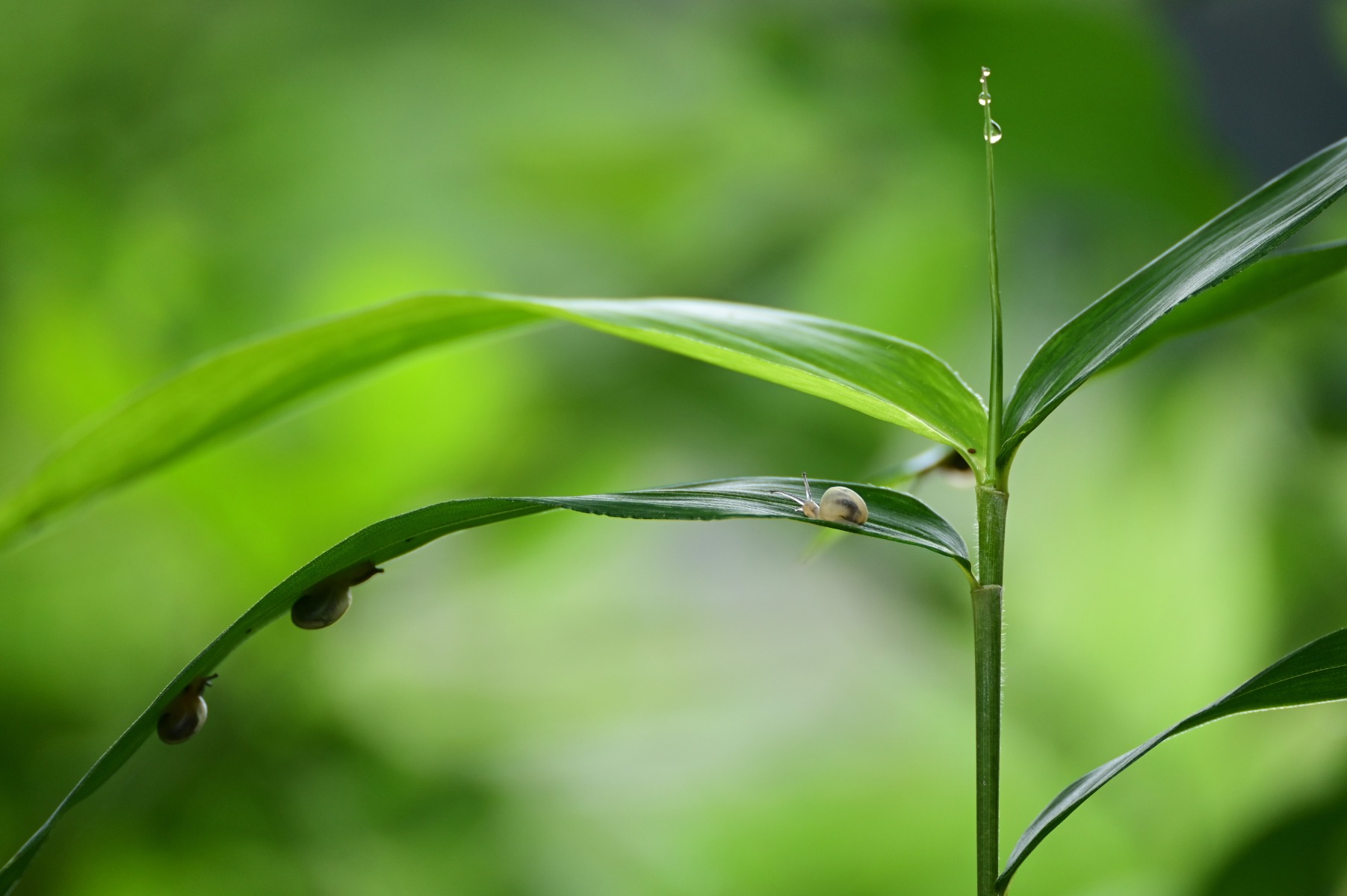 Aperture and Bokeh in Nikon Z Mount Lenses for Portrait and Event Photography