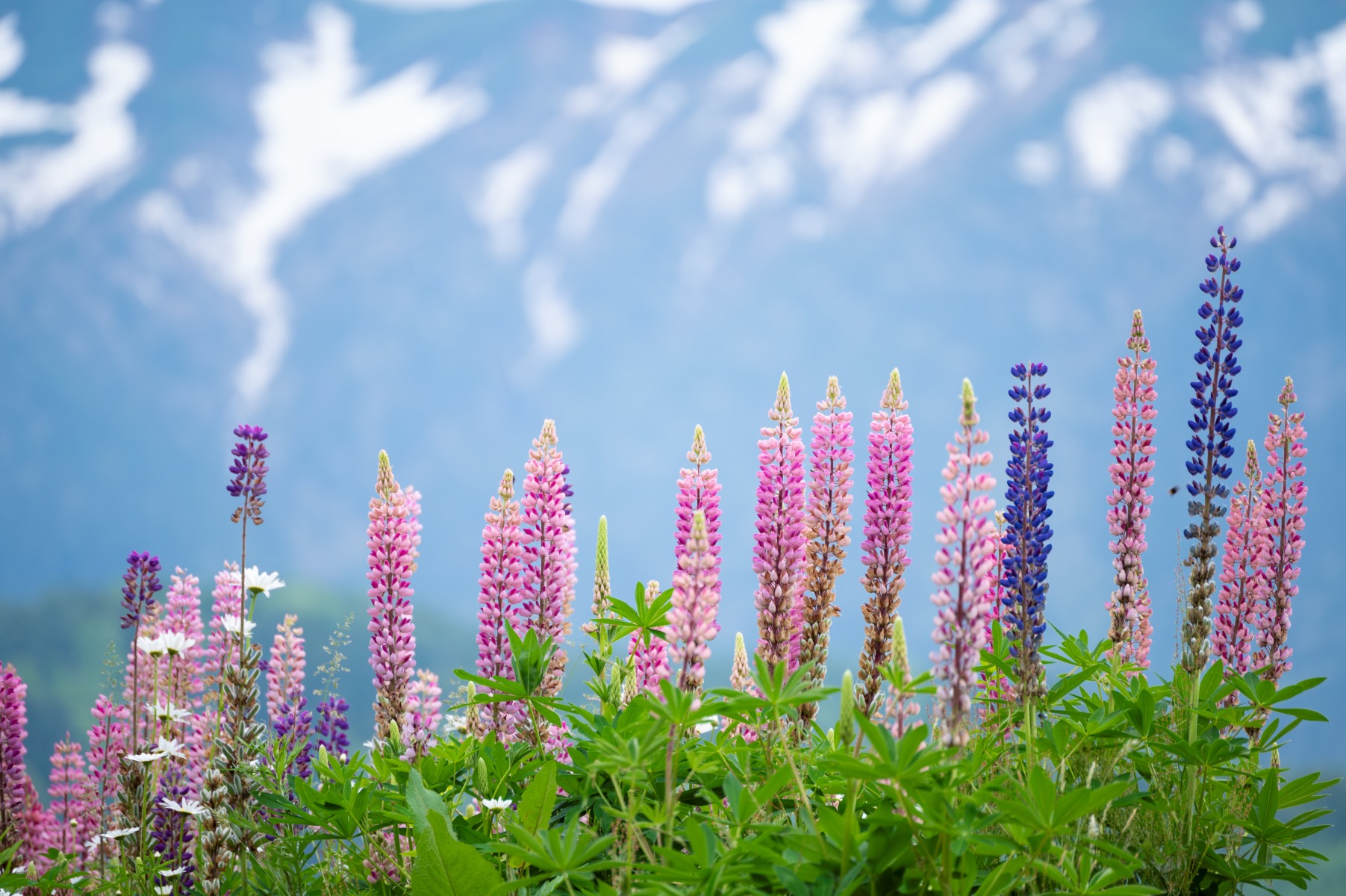Choosing the Right Focal Length with Nikon Z Mount Lenses