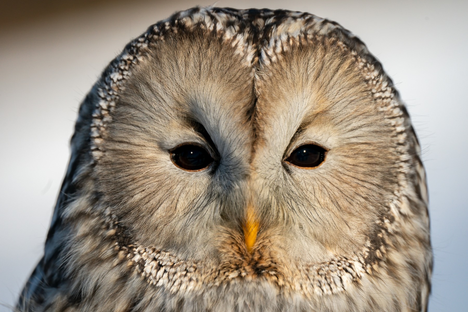 Centred composition – shot with Tamron 150-500mm F5-6.7 (Model A057)