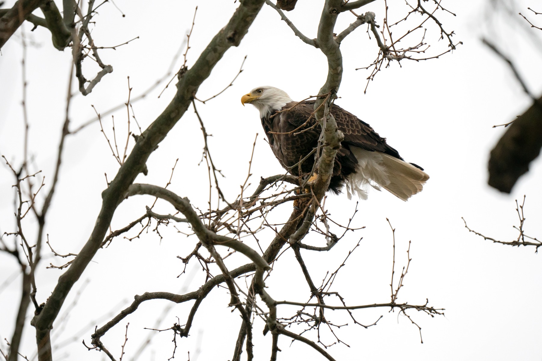 Perched birds – shot with Tamron 150-500mm F5-6.7 (Model A057)