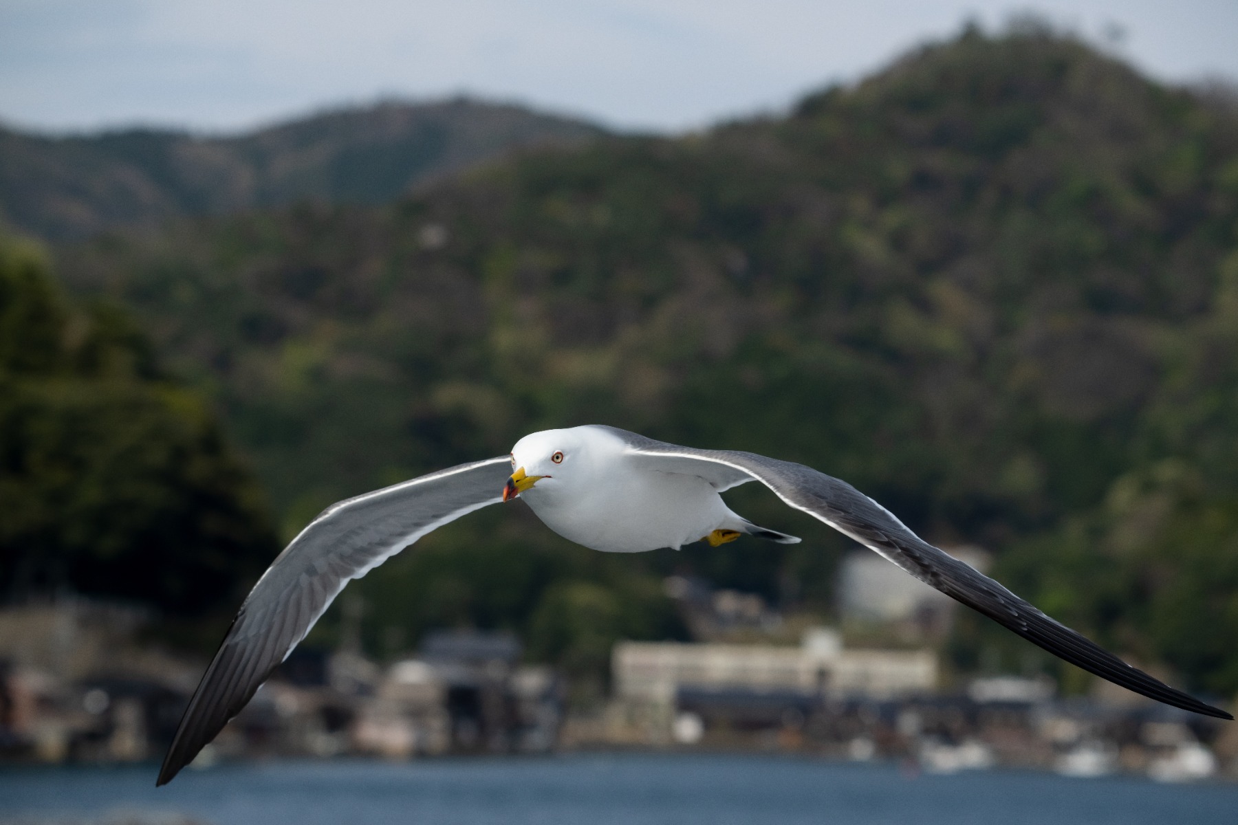 Autofocus settings – shot with Tamron 150-500mm F5-6.7 (Model A057)