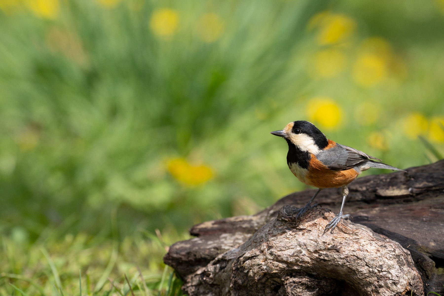 Rule of thirds – shot with Tamron 150-500mm F5-6.7 (Model A057)
