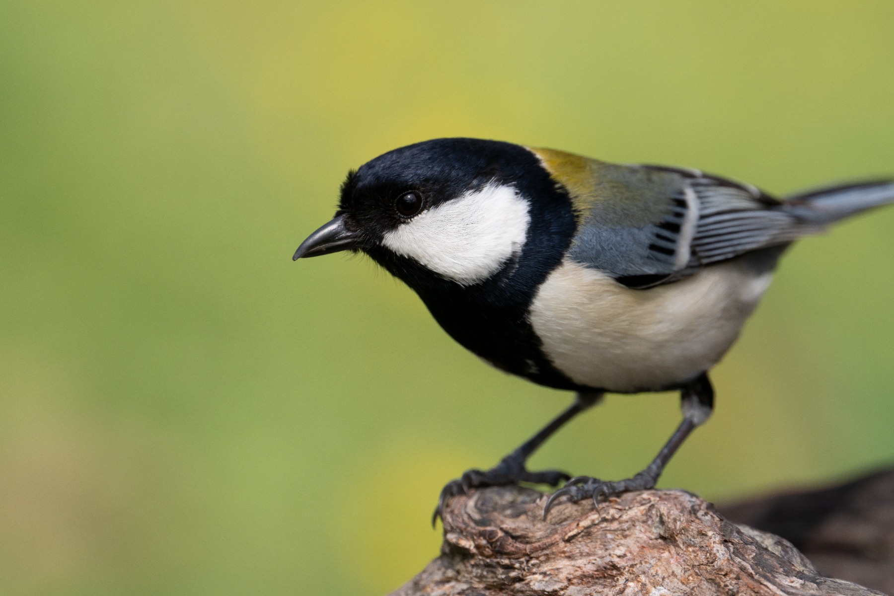 Focusing on the eye – shot with Tamron 150-500mm F5-6.7 (Model A057)