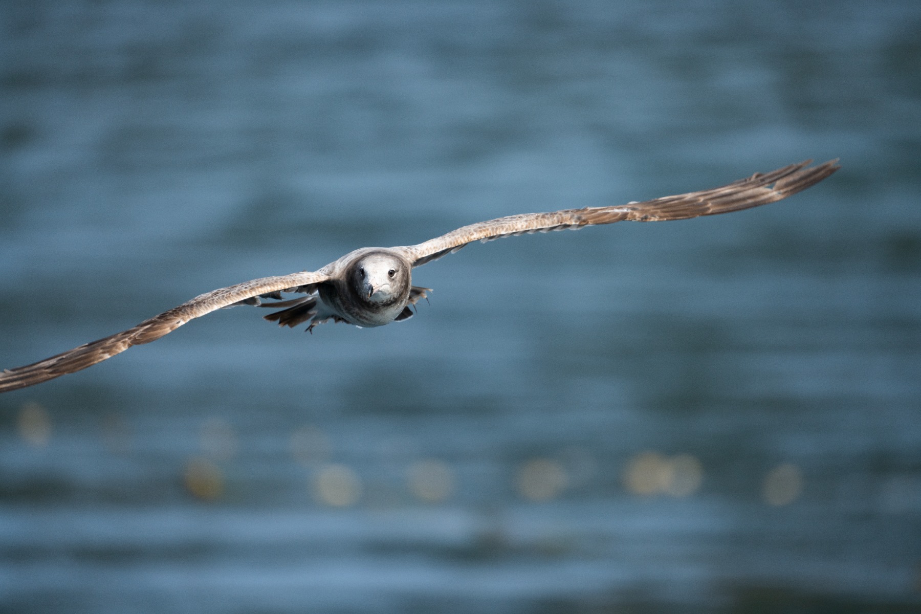 Ultra-Telephoto (approx. 300mm and Longer) – shot with Tamron 150-500mm F5-6.7 (Model A057)