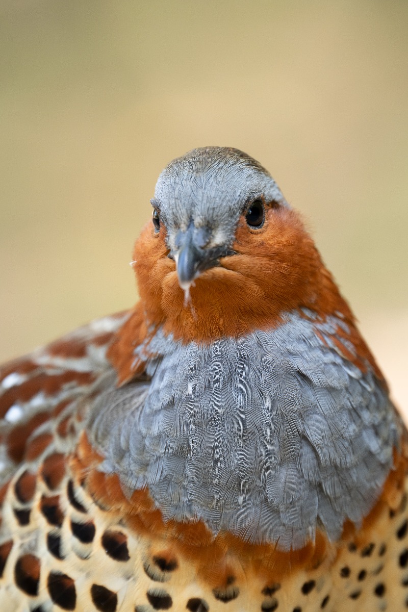 Ultra-telephoto lens – shot with Tamron 150-500mm F5-6.7 (Model A057)