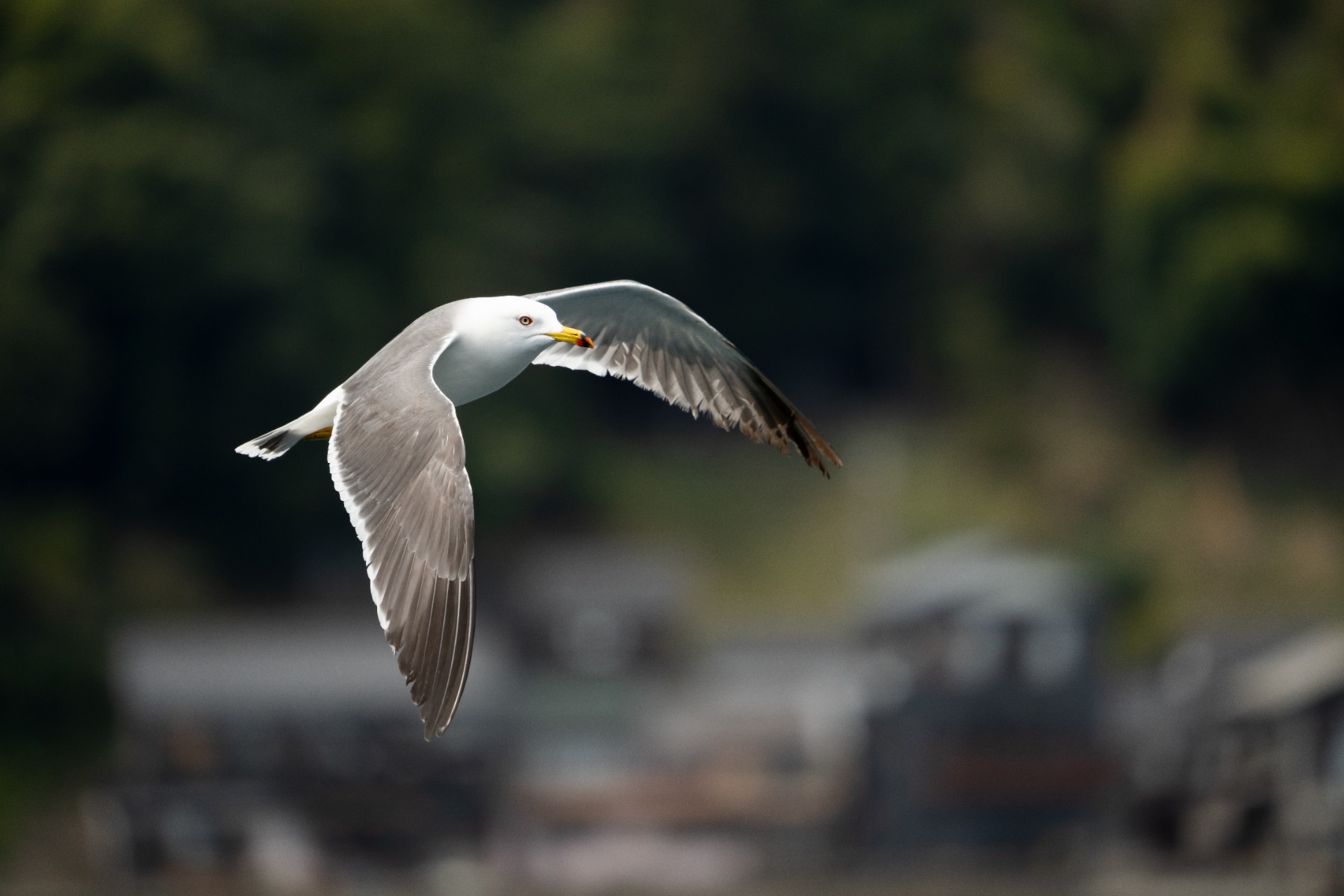 Diagonal composition – shot with Tamron 150-500mm F5-6.7 (Model A057)
