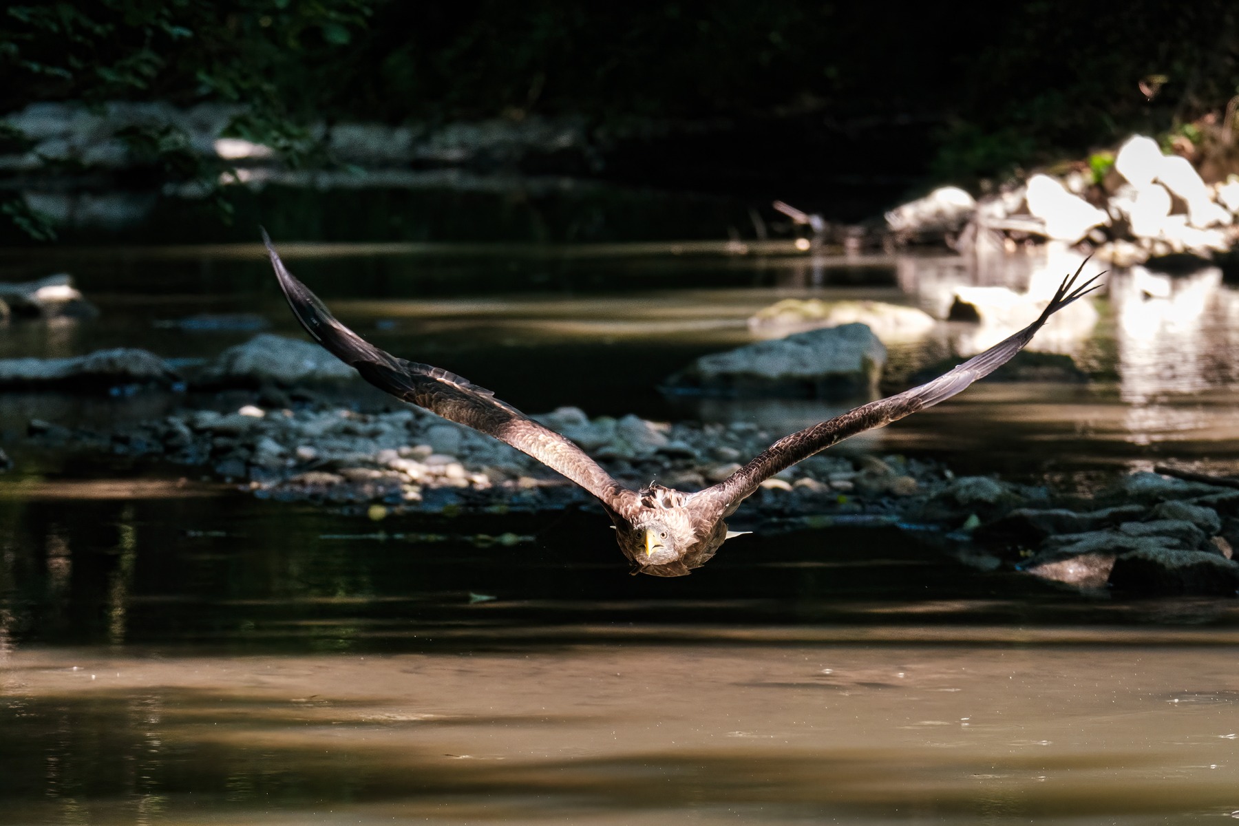 Birds – shot with Tamron 150-500mm F5-6.7 (Model A057)