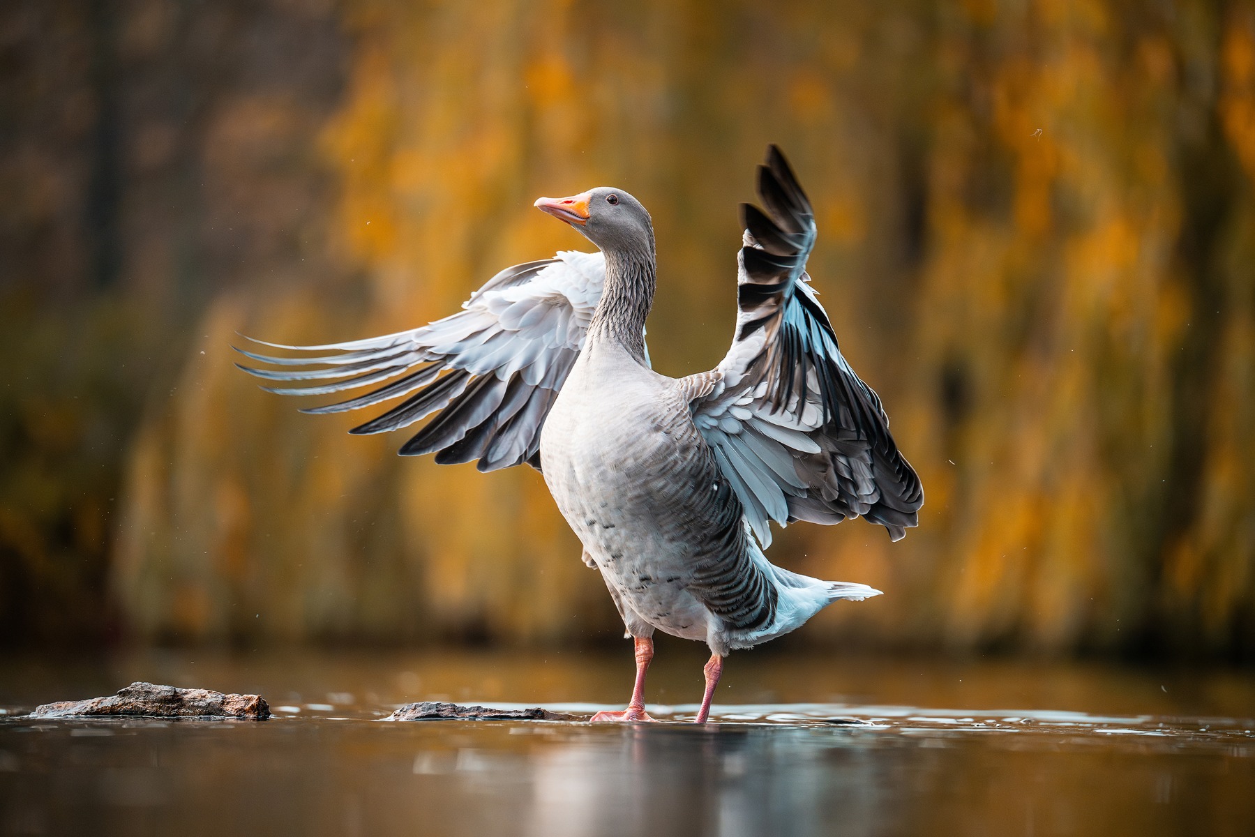 Waterside birds – shot with Tamron 150-500mm F5-6.7 (Model A057)