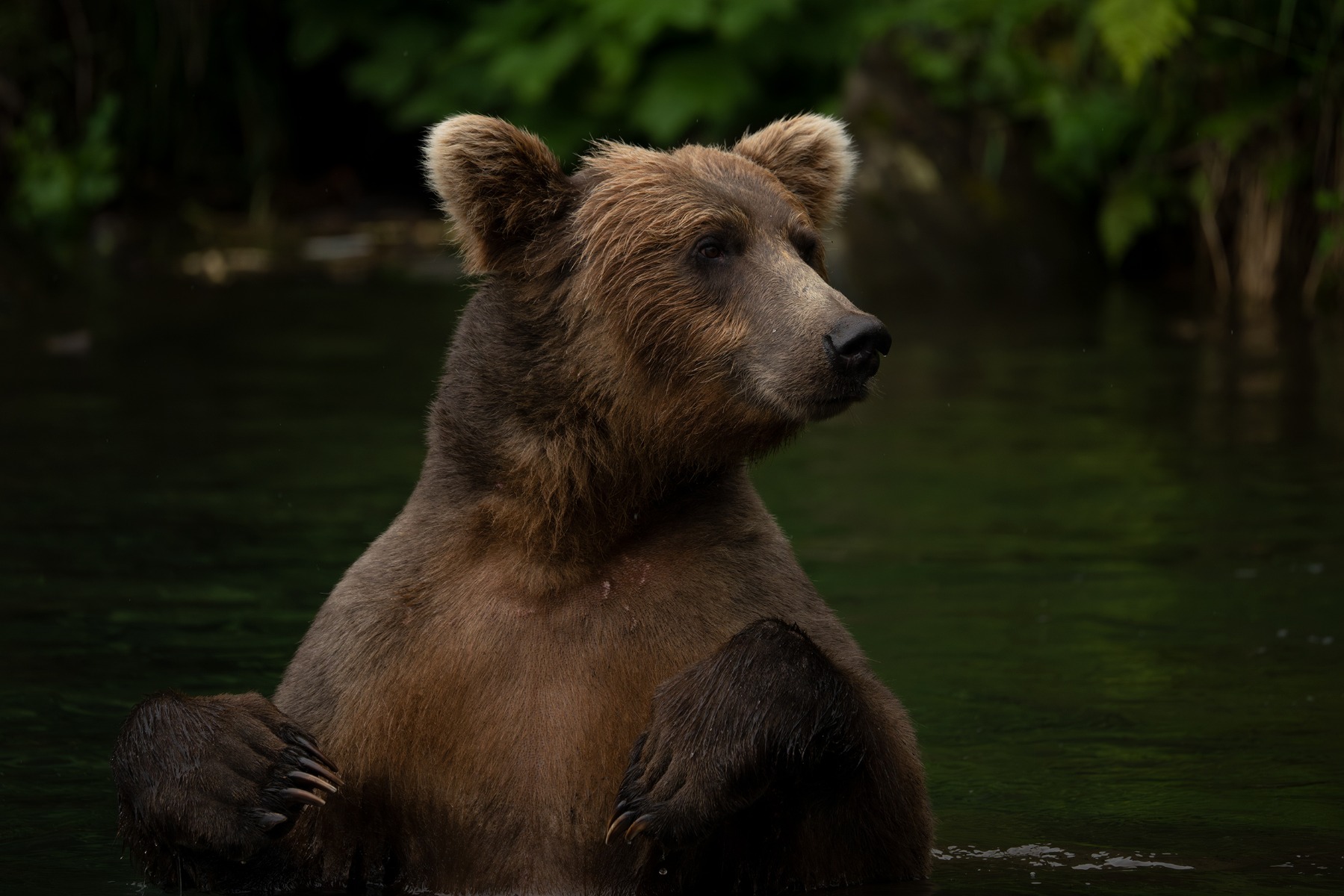 Telephoto lenses: Essential for wildlife and sports