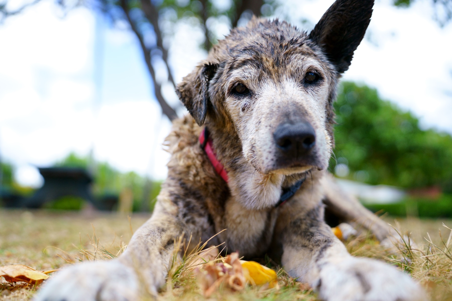 Photographing Pets and Wildlife with a Standard Zoom Lens