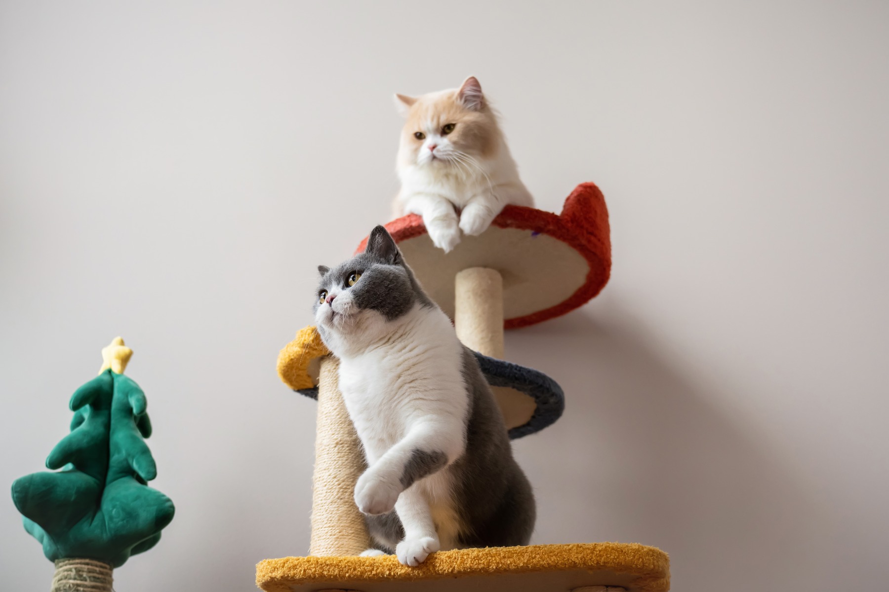 At home and indoors – How to Photograph Dogs and Cats: Settings, Light and Lens Choices for Better Pet Photos