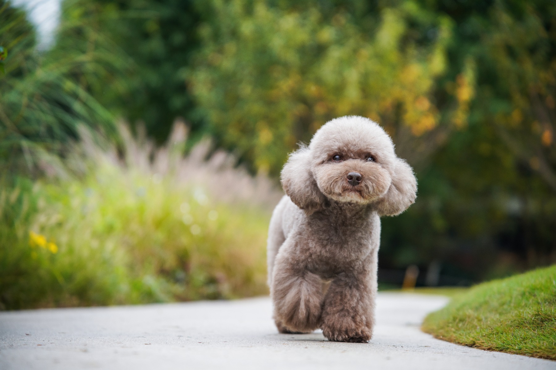 On a walk – How to Photograph Dogs and Cats: Settings, Light and Lens Choices for Better Pet Photos