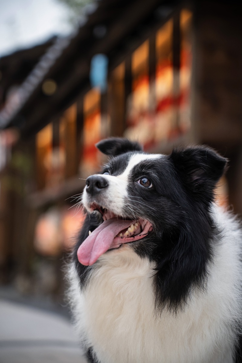 [1] Focus on the eyes – How to Photograph Dogs and Cats: Settings, Light and Lens Choices for Better Pet Photos
