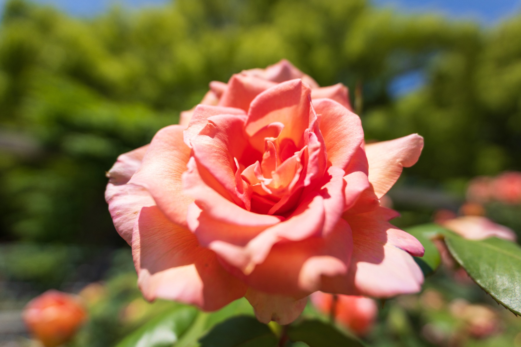 Smoother, cleaner bokeh – shot with Tamron 17-28mm F2.8 (Model A046)