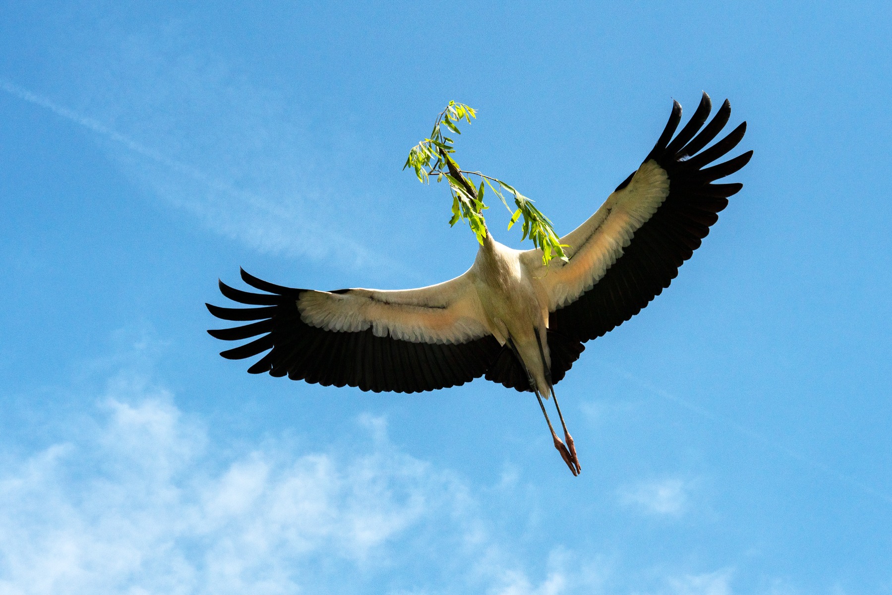 Fast shutter speed for birds – shot with Tamron 50-400mm F4.5-6.3 (Model A067)