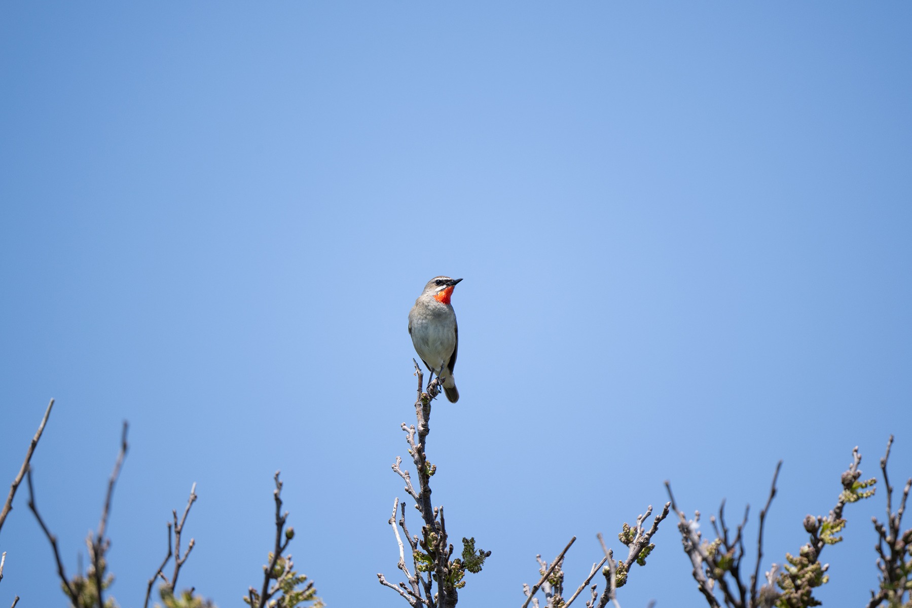 Wide focus area – shot with Tamron 50-400mm F4.5-6.3 (Model A067)