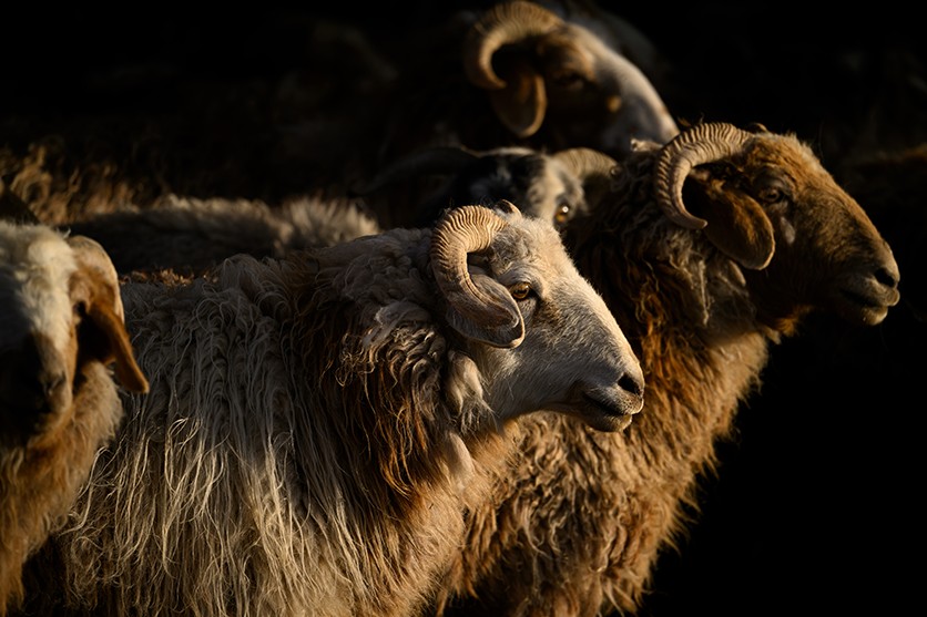 Element 2: Vertical or Horizontal Format – shot with Tamron 150-500mm F5-6.7 (Model A057)