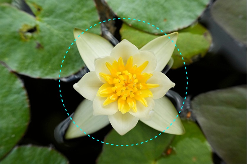 4. Centred Composition — Subject Dead Centre