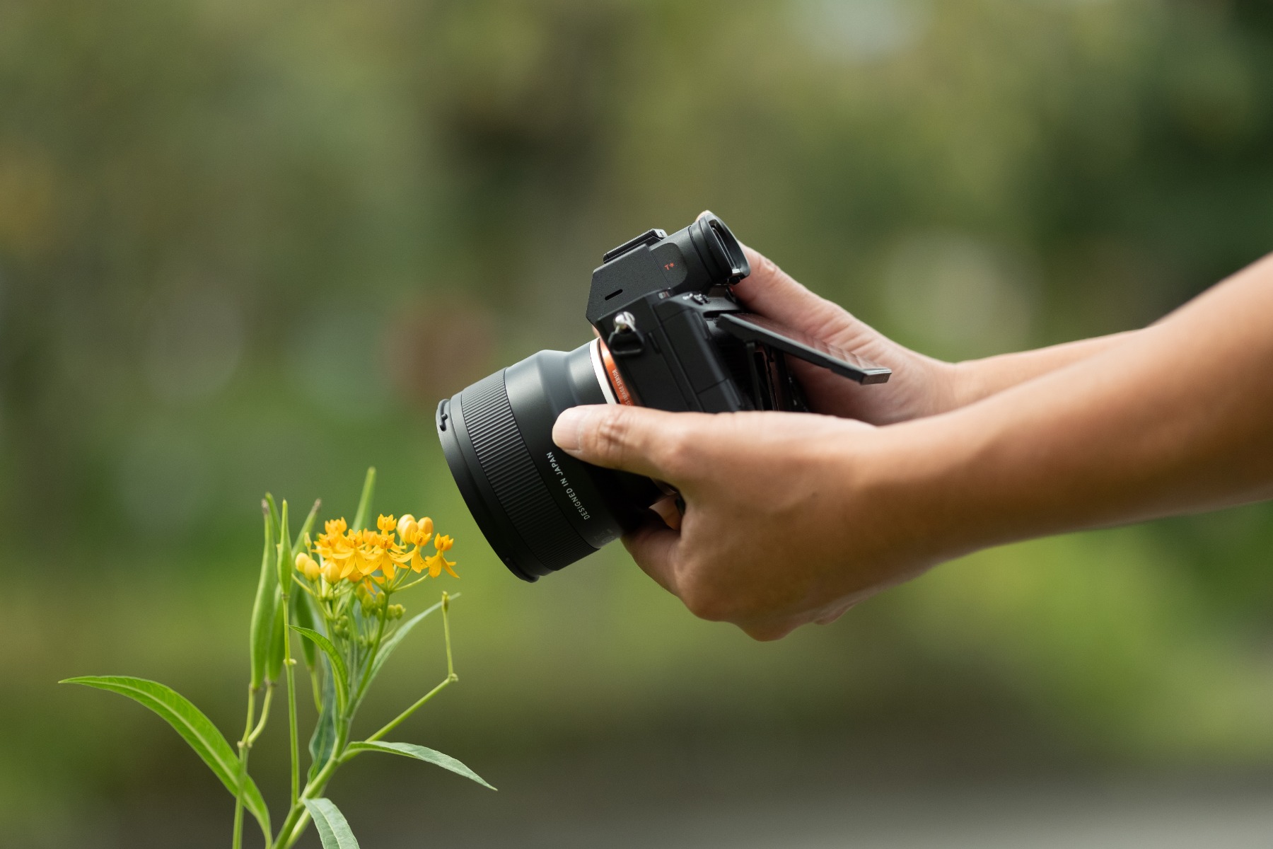 3. Move In Close or Pull Back – Photography Composition Basics: A Beginner's Guide to Framing, Angles and Better Photos