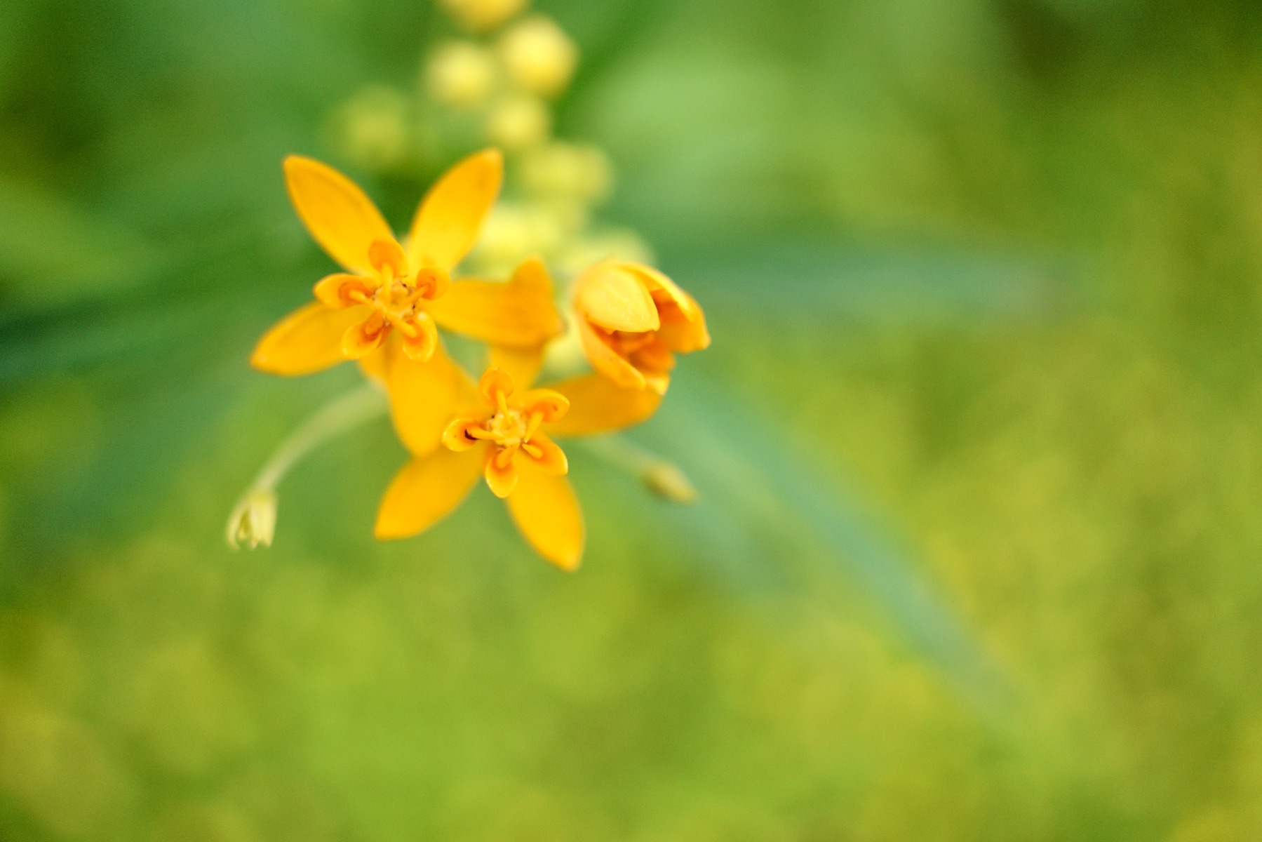 A plant subject at 1:2, with the surrounding planting left legible in the frame – shot with Tamron 24mm F2.8 (Model F051)