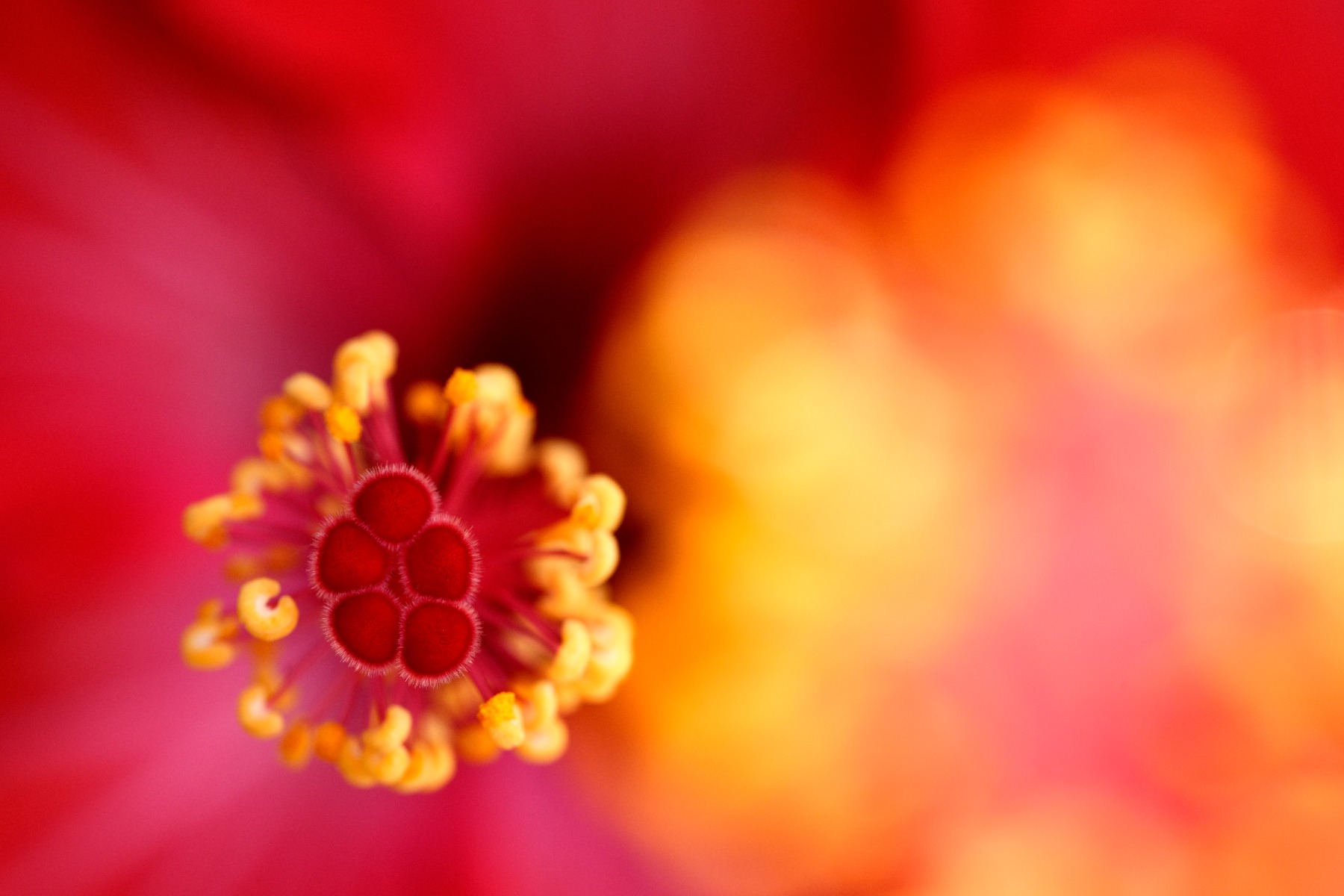 Commit to one element of the flower – shot with Tamron 90mm F2.8 MACRO (Model F072)
