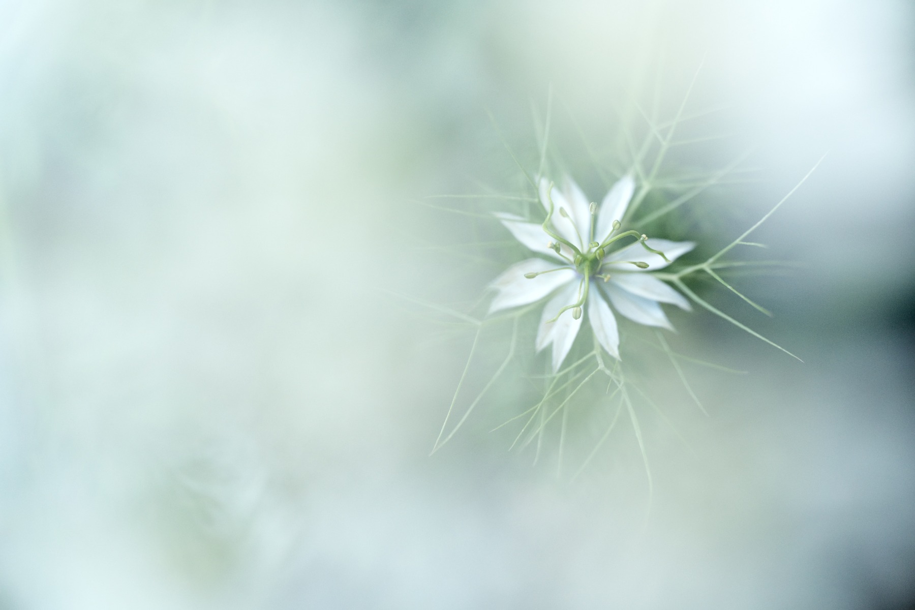 Work with the direction of the light – shot with Tamron 90mm F2.8 MACRO (Model F072)