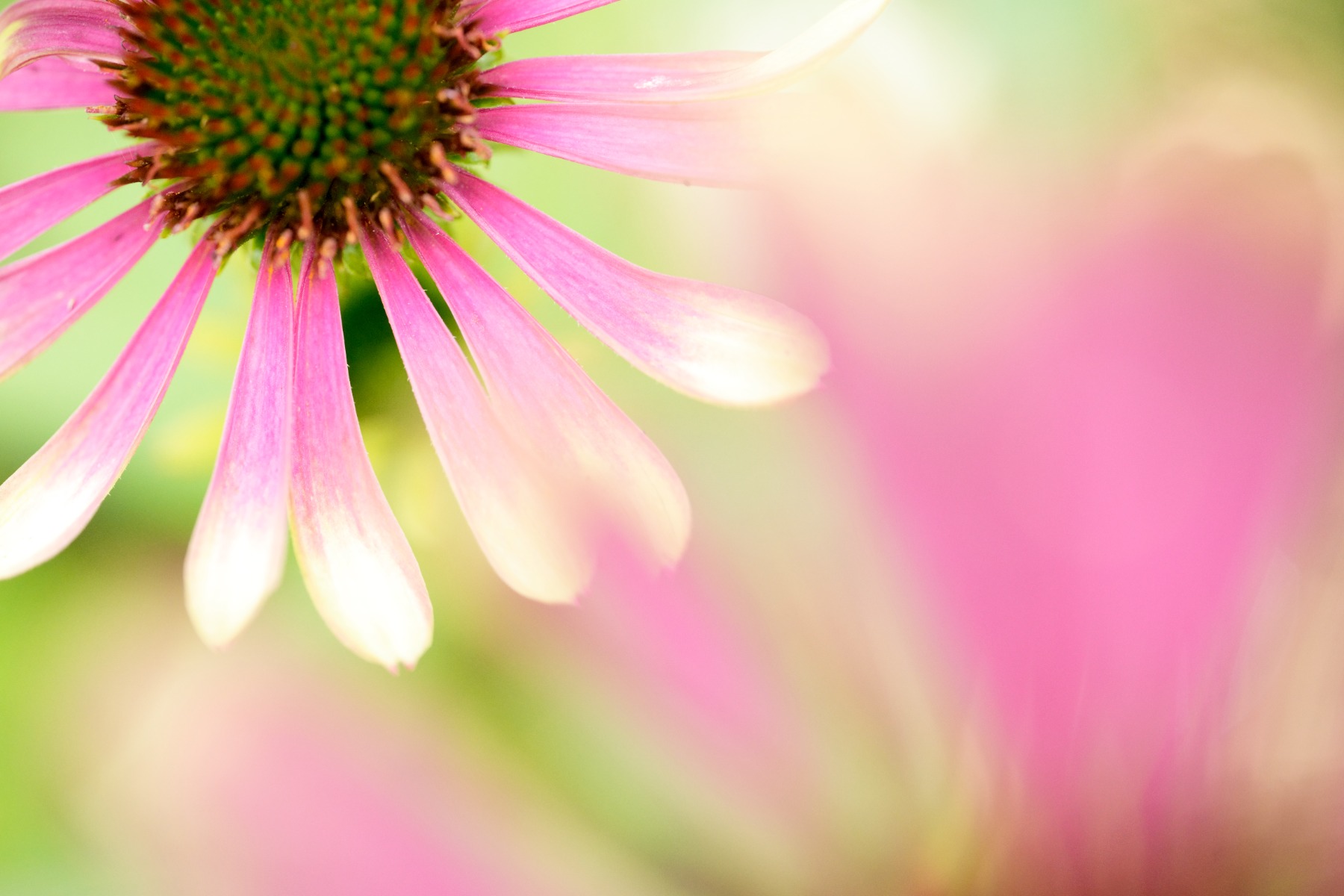 Compose for impact rather than habit – shot with Tamron 90mm F2.8 MACRO (Model F072)