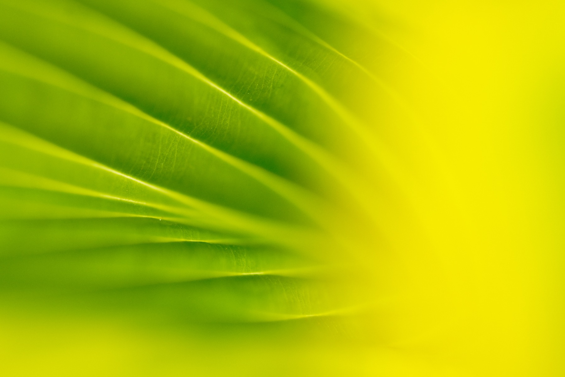 Flowers and grasses – shot with Tamron 90mm F2.8 MACRO (Model F072)