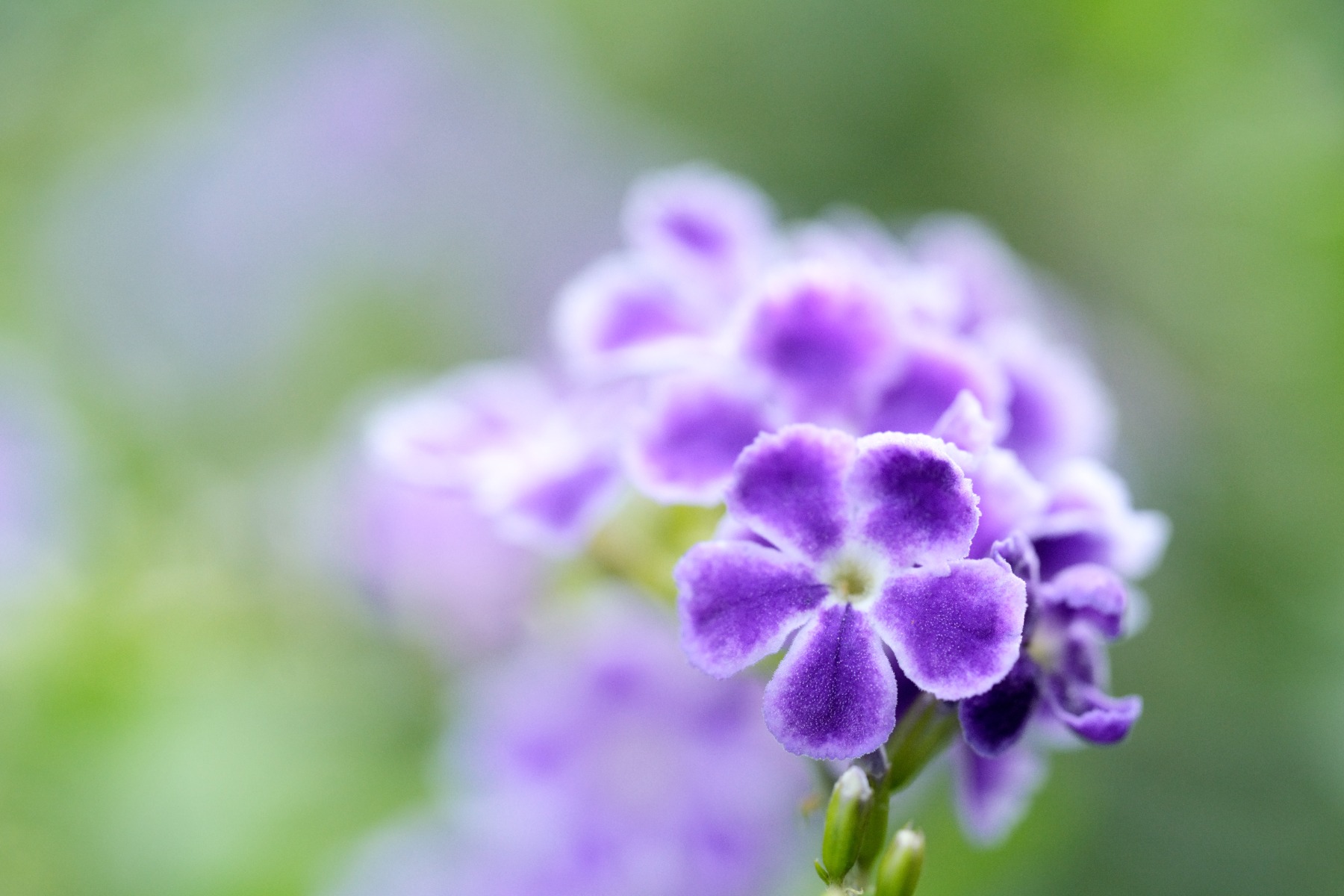 What close-up photography actually means – shot with Tamron 90mm F2.8 MACRO (Model F072)