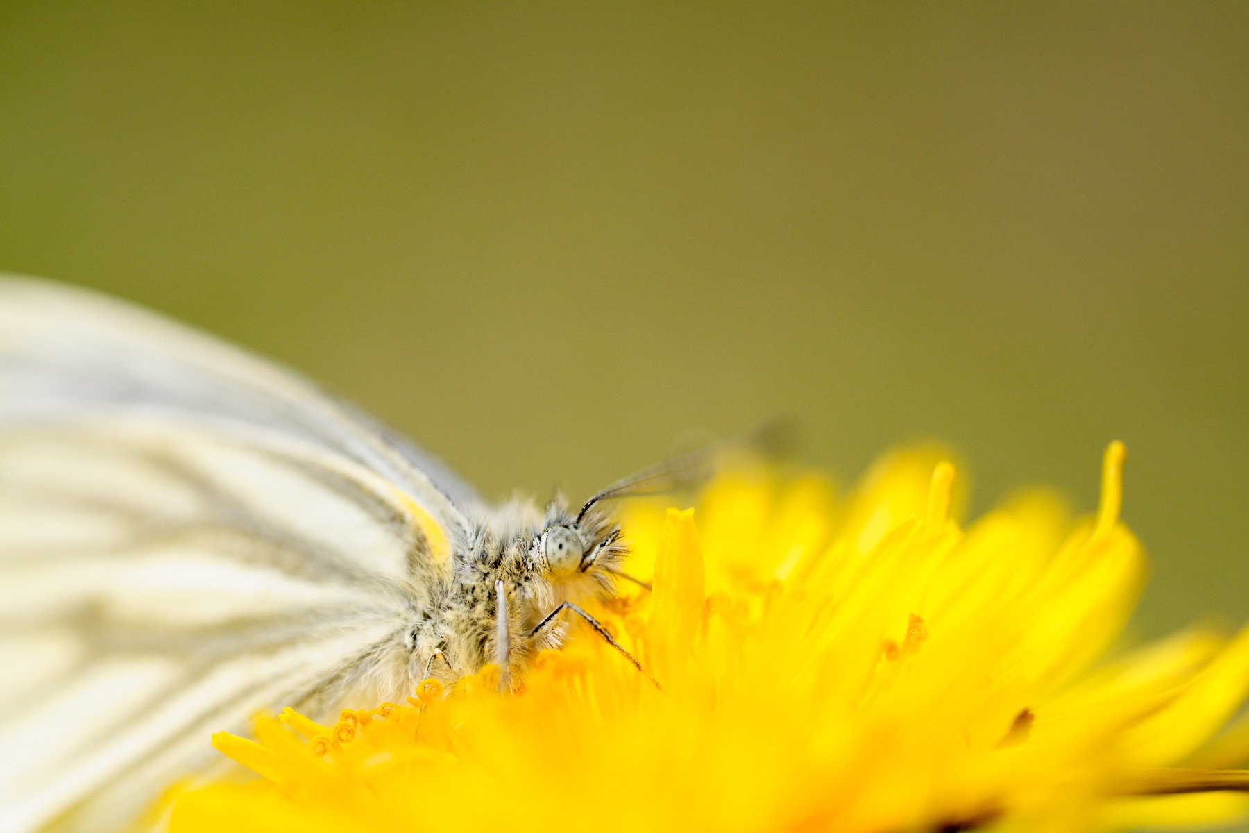 Minimum object distance and maximum magnification – shot with Tamron 90mm F2.8 MACRO (Model F072)