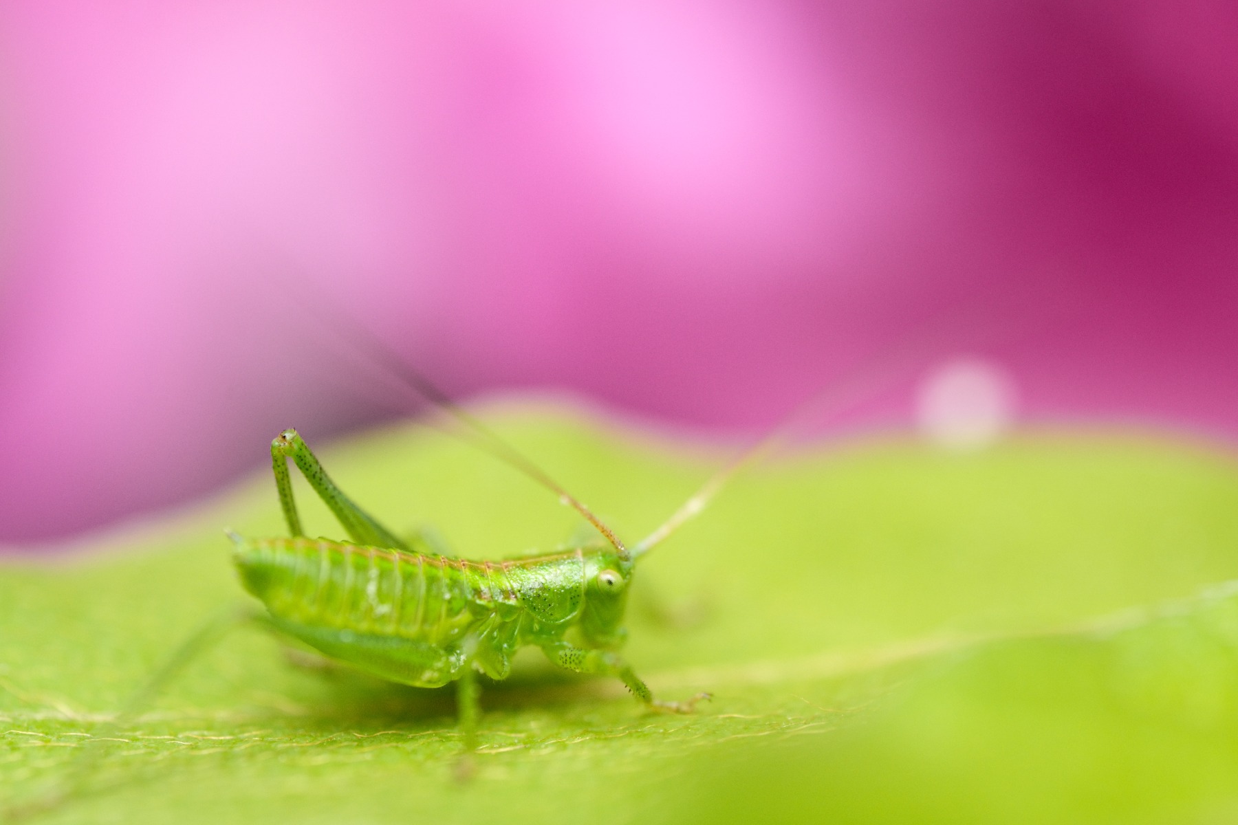 What is the difference between 1:1 and half macro? – shot with Tamron 90mm F2.8 MACRO (Model F072)