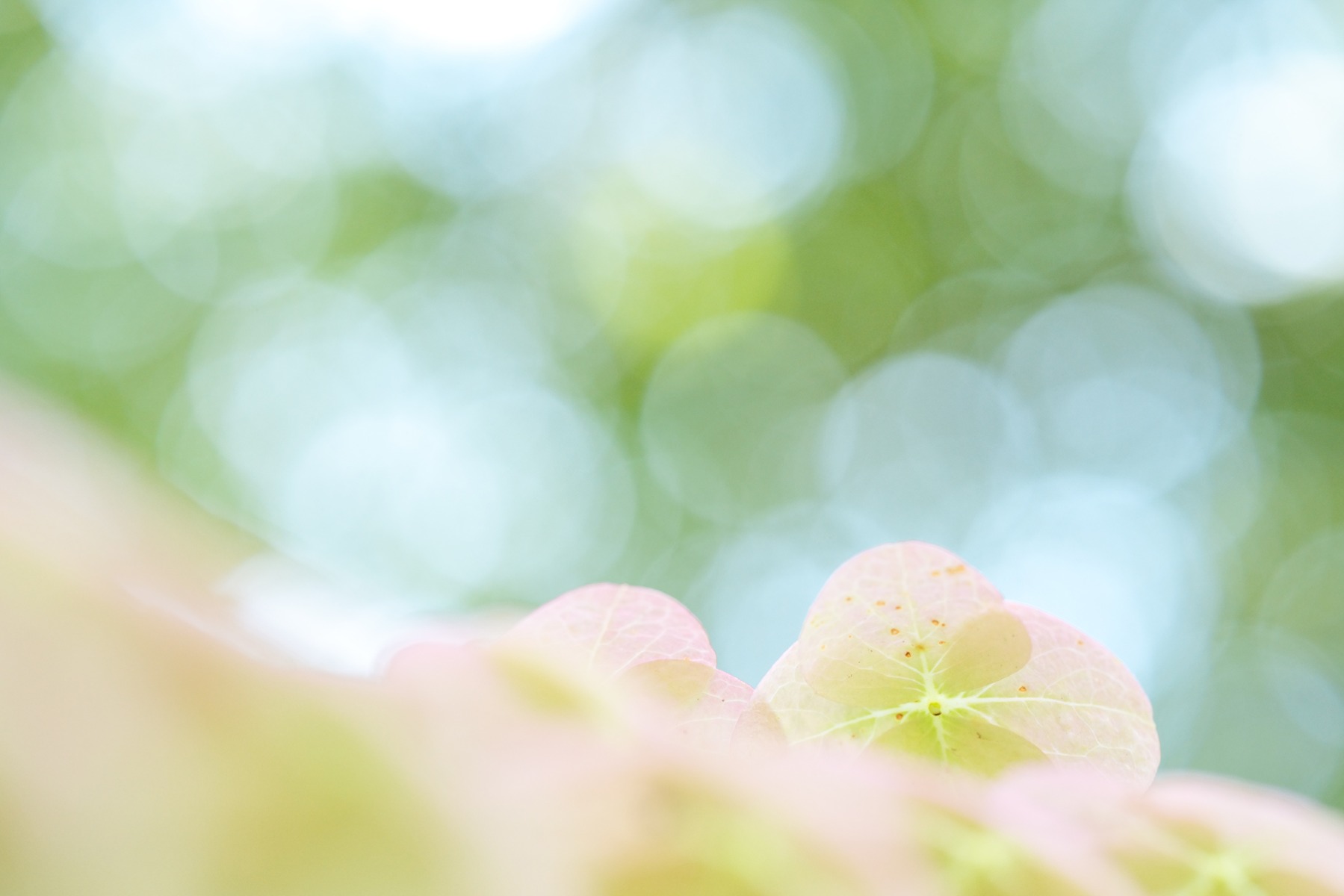 Flowers – shot with Tamron 90mm F2.8 MACRO (Model F072)
