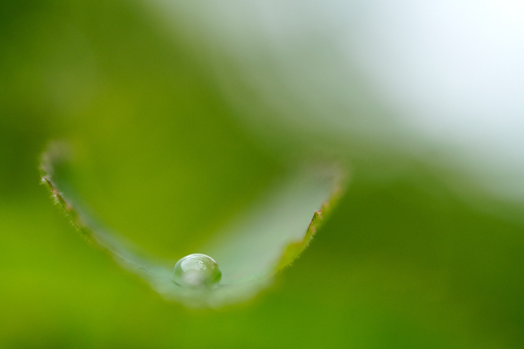 Water drops – shot with Tamron 90mm F2.8 MACRO (Model F072)