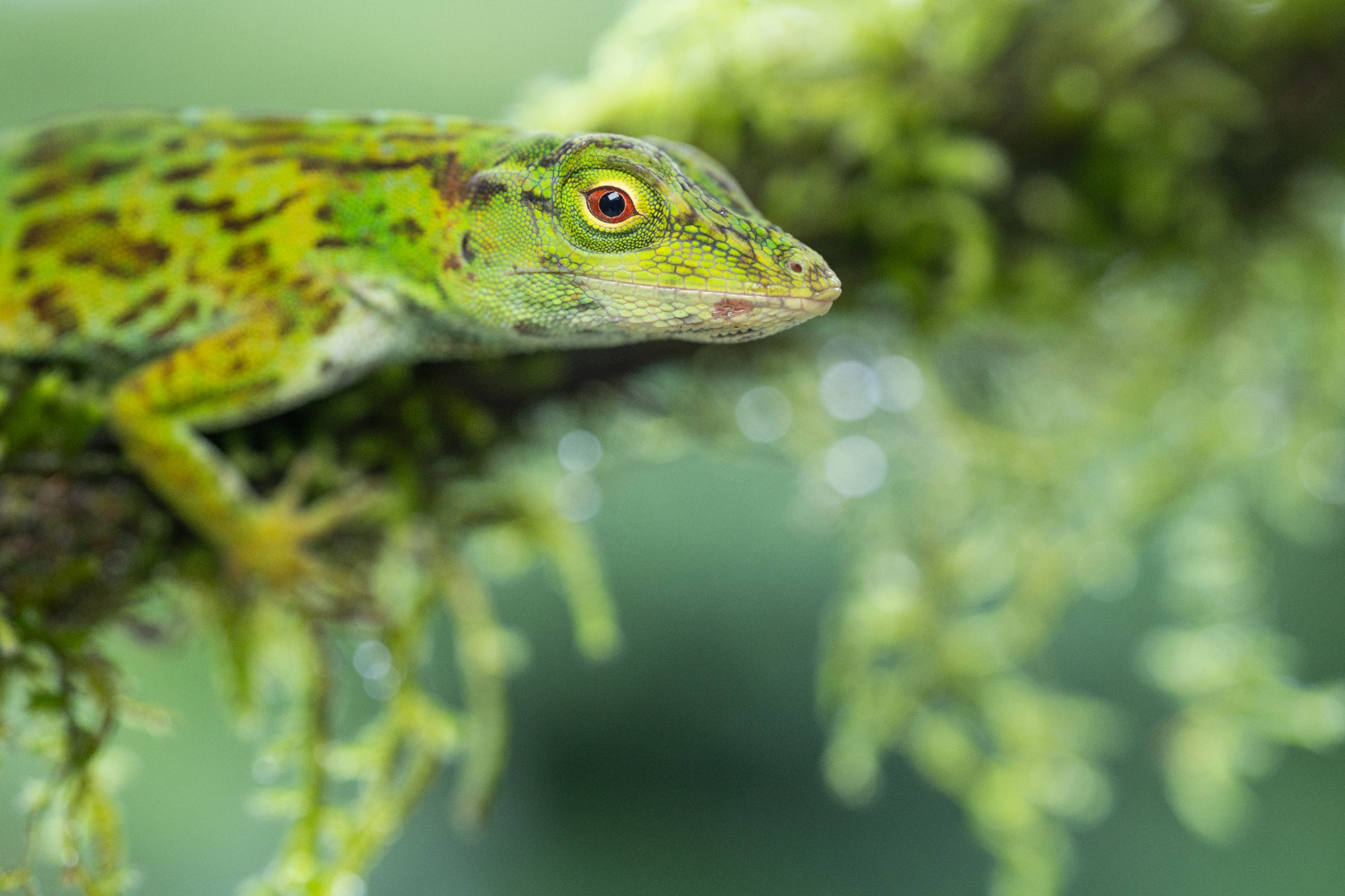 Put distance between subject and background – shot with Tamron 90mm F2.8 MACRO (Model F072)