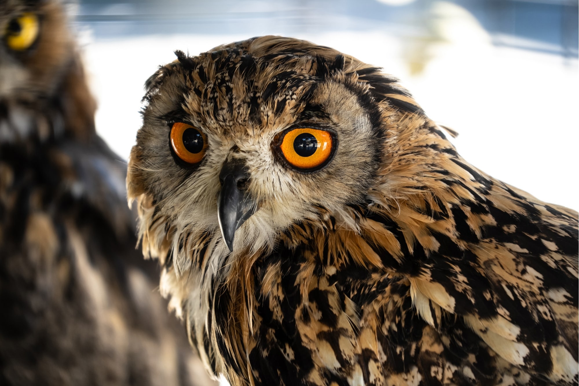 TAMRON 28-300mm F4-7.1(Model A074)　Focal length: 300mm　Exposure: F7.1　Shutter Speed: 1/60sec　ISO: 800
