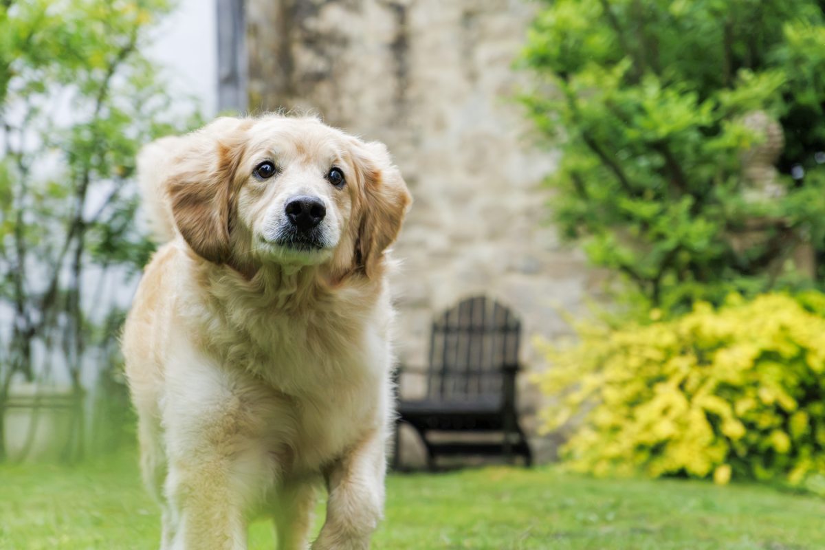 Running dog tracked by VXD autofocus