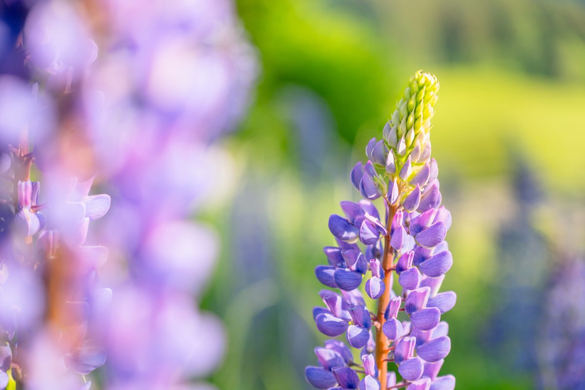 Lupin flowers with soft bokeh at F2.8