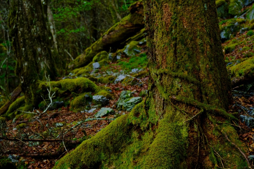 TAMRON 17-70mm F2.8 (Model B070)　Focal length：35mm　Exposure：F2.8　Shutter speed：1/240sec　ISO：400